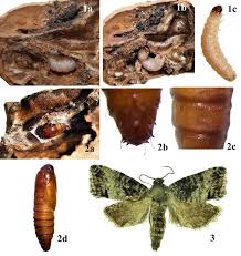 Attēlu rezultāti vaicājumam “Cydia pomonella”