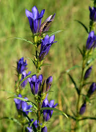 Attēlu rezultāti vaicājumam “Gentiana pneumonanthe flower”