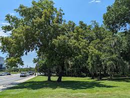 Attēlu rezultāti vaicājumam “Badhamia capsulifera var. arborea”