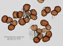 Attēlu rezultāti vaicājumam “Tranzschelia anemones”