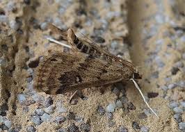 Attēlu rezultāti vaicājumam “Parapoynx stratiotata”