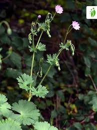 Attēlu rezultāti vaicājumam “Geranium pyrenaicum flower”