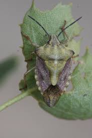 Attēlu rezultāti vaicājumam “Carpocoris purpureipennis”