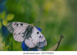 Attēlu rezultāti vaicājumam “Parnassius mnemosyne upperside”