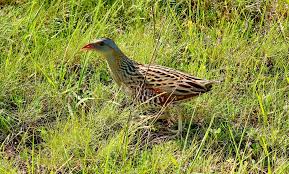 Image result for Crex crex