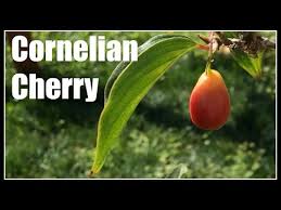 Attēlu rezultāti vaicājumam “Corynephorus canescens fruit”