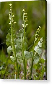 Attēlu rezultāti vaicājumam “Botrychium lunaria”