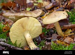 Attēlu rezultāti vaicājumam “Tricholoma flavovirens”