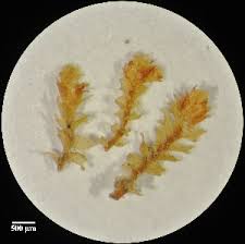 Attēlu rezultāti vaicājumam “Lophozia ascendens”