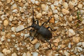 Attēlu rezultāti vaicājumam “Lamia textor”