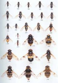 Attēlu rezultāti vaicājumam “Syrphidae”