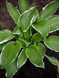 Image result for Hosta fortunei albomarginata