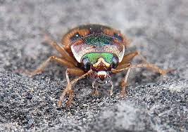 Attēlu rezultāti vaicājumam “Omophron limbatum”