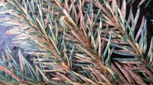 Attēlu rezultāti vaicājumam “Schizolachnus pineti”