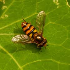 Attēlu rezultāti vaicājumam “Eupeodes nielseni”