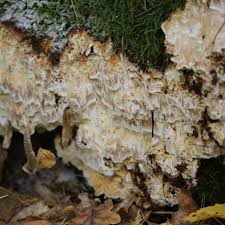 Attēlu rezultāti vaicājumam “Dichomitus campestris”