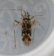 Attēlu rezultāti vaicājumam “Phytocoris tiliae”