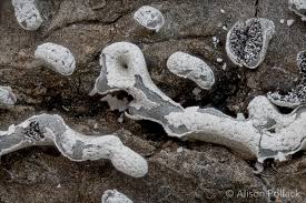 Attēlu rezultāti vaicājumam “Physarum braunianum sessile”