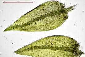 Attēlu rezultāti vaicājumam “Hygroamblystegium tenax”