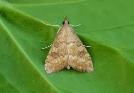 Attēlu rezultāti vaicājumam “Udea fulvalis”