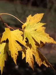 Attēlu rezultāti vaicājumam “Acer saccharinum”