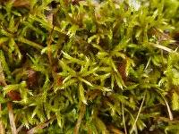 Attēlu rezultāti vaicājumam “Homalia trichomanoides sporophyte”