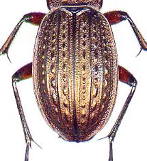 Attēlu rezultāti vaicājumam “Carabus cancellatus”