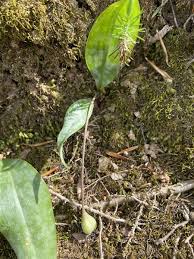 Attēlu rezultāti vaicājumam “Diderma umbilicatum macro”