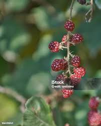 Attēlu rezultāti vaicājumam “Atriplex patula fruit”