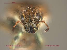 Attēlu rezultāti vaicājumam “Sitona sp.”