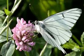 Attēlu rezultāti vaicājumam “Xysticus bifasciatus female”