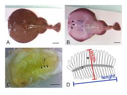 Image result for Torpedo marmorata