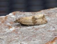 Attēlu rezultāti vaicājumam “Celypha striana”