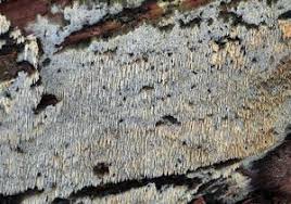 Attēlu rezultāti vaicājumam “Hyphodontia barba-jovis”