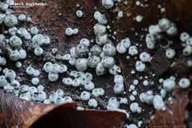 Attēlu rezultāti vaicājumam “Lasiosphaeria ovina”