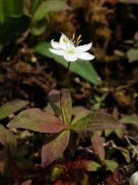 Attēlu rezultāti vaicājumam “Trientalis europaea leaf”