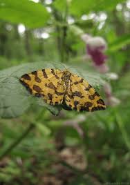 Attēlu rezultāti vaicājumam “Pseudopanthera macularia”