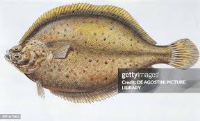 Image result for Platichthys flesus