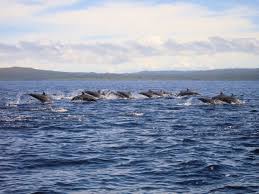 Image result for Harlow Sub-Aqua Club