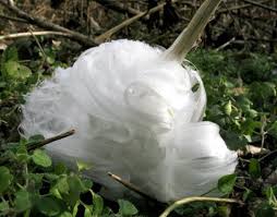 Attēlu rezultāti vaicājumam “Frost Flowers”