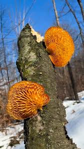 Attēlu rezultāti vaicājumam “Hemitrichia decipiens stalked”