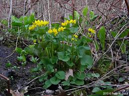 Attēlu rezultāti vaicājumam “Caltha palustris leaf”