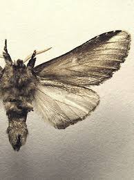 Attēlu rezultāti vaicājumam “Pheosia gnoma”