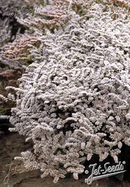 Attēlu rezultāti vaicājumam “Conioselinum tataricum”