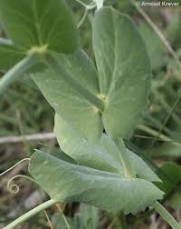 Attēlu rezultāti vaicājumam “Pisum sativum leaf”