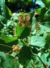 Attēlu rezultāti vaicājumam “Euonymus verrucosus fruit”