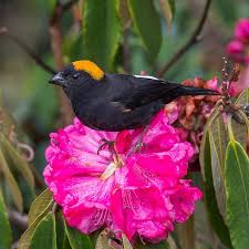 Attēlu rezultāti vaicājumam “Fringillidae”