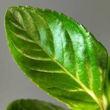 Attēlu rezultāti vaicājumam “Mentha x piperita leaf”