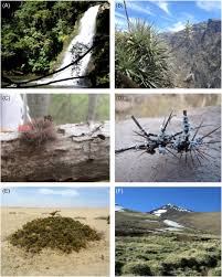 Attēlu rezultāti vaicājumam “Diachea subsessilis spores”