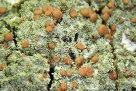 Attēlu rezultāti vaicājumam “Bacidia rubella”